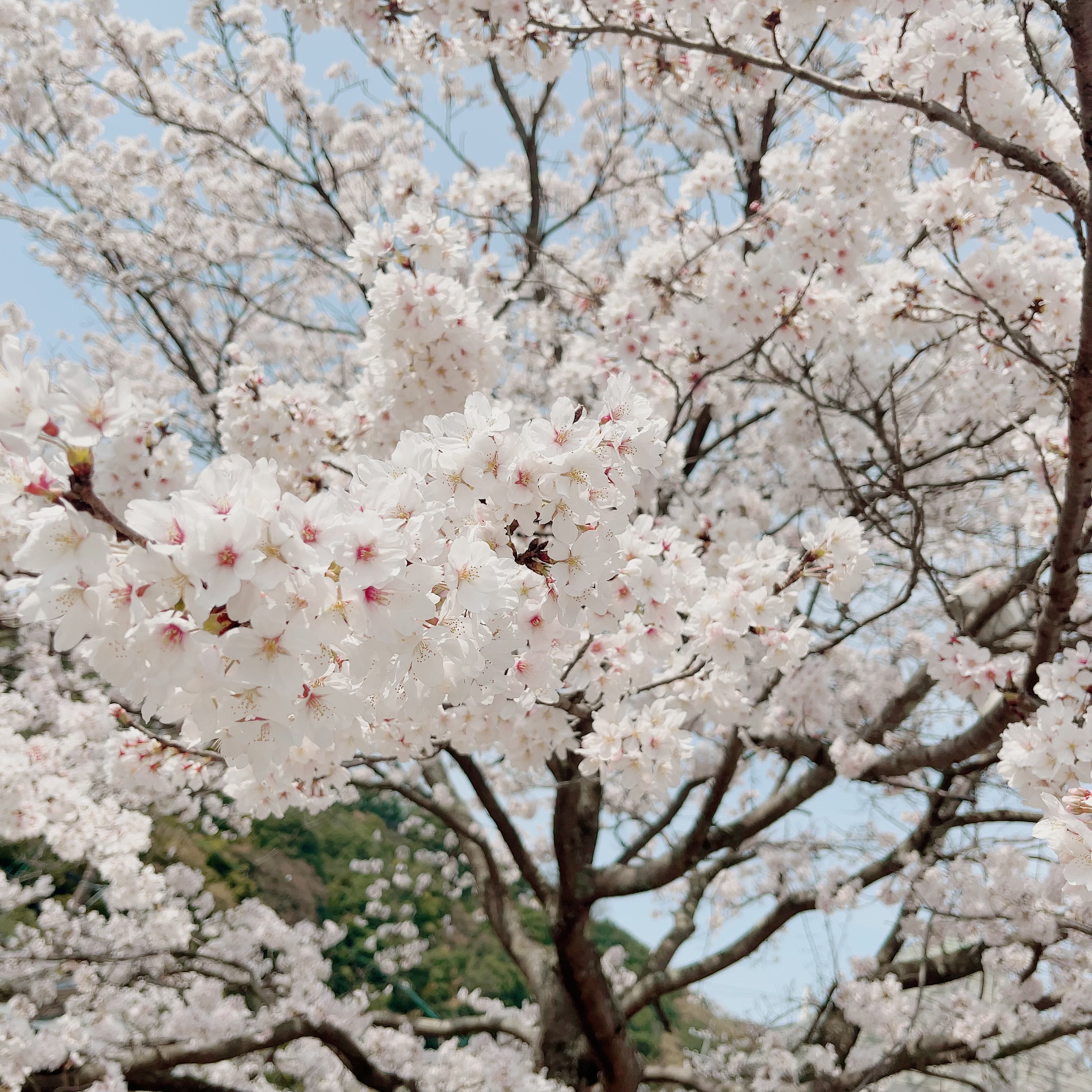 サクラ｡❀ 